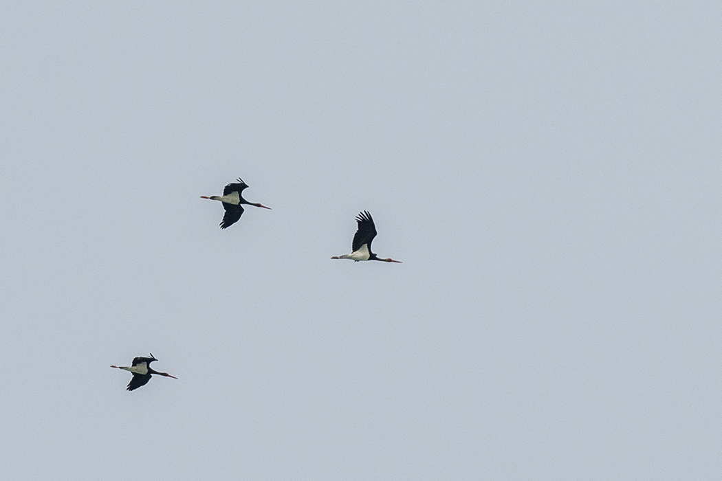 Black Stork